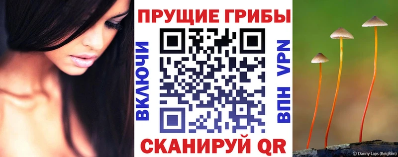 hydra как зайти купить сайты Боровичи Псилоцибиновые грибы мицелий